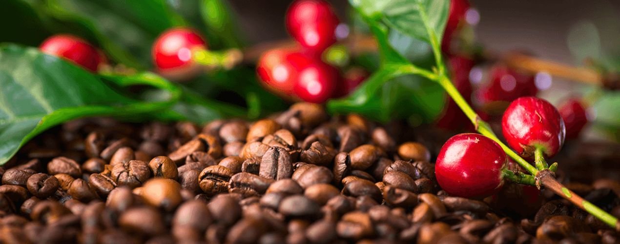 Premium Venezuelan Coffee