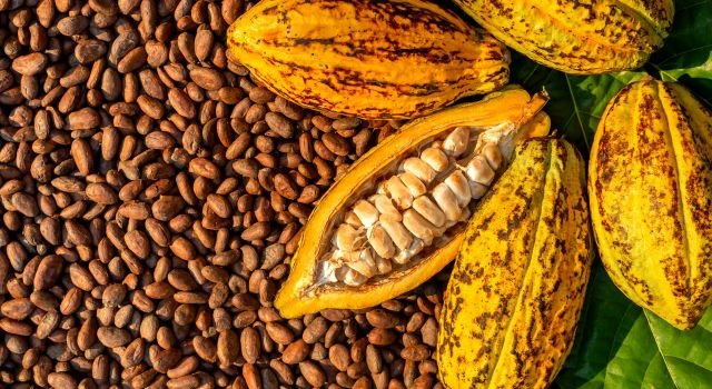 Cacao Export